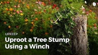 Uproot a tree stump using a winch