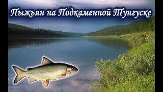 Ловля Пыжьяна на Подкаменной Тунгуске. Русская Рыбалка 3.99.