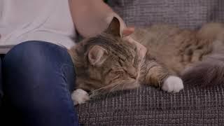 How to use the Beaphar CatComfort® Calming Diffuser