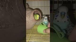 Love bird funny training #remix #music #musica #animation #dj #funk #birds #budgies