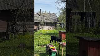 #деревенский движ#