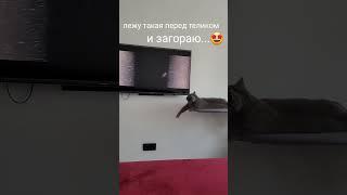 Лежу такая, загораю! #АдияиЖания #shorts #cat #animals #котикибританки