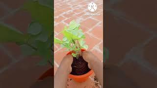 plant |#NISWAN GARDENING BOY|#shorts