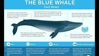 【Eng】蓝鲸纪录片 Kington生命精华液 【The Blue Whale Documentary】Kington Isotonic Life Plasma (Clear Version清晰版)