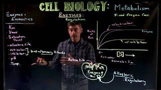 Enzyme Kinetics 2: Inhibitors and Activators