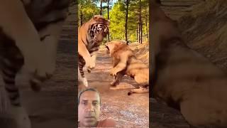 Tiger vs Lion - The Ultimate Wildlife Showdown  #animals #tiger #lion #trending #wildlife #shorts