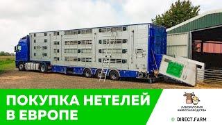 Основные принципы отбора и приобретения нетелей в Европе