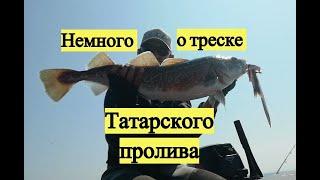 Немного от треске Татарского пролива / Pacific Cod & Walleye Pollack