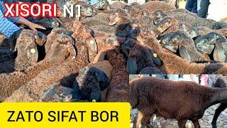 N1 XISORI qoʻzilar bozorni toʻldirdi