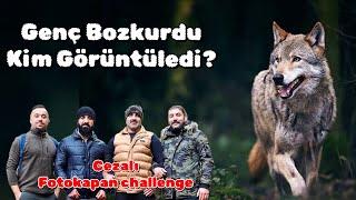 Genç Alfa Kurdu Bulduk - Cezalı Fotokapan Challenge - Yalnız Bozkurt  Avlanıyor