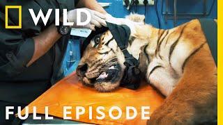 Treating Injured Tigers and Elephants (Full Episode) | Jungle Animal Rescue