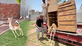 Surprise Animal AgiyaMini Zoo Main Beautiful Deer️