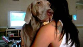 Weimaraner growl and kisses