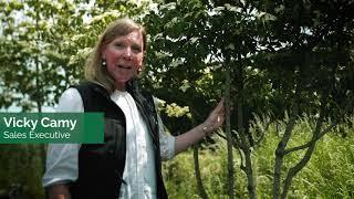 Deepdale Trees - Trees for Courtyard Garden with Vicky