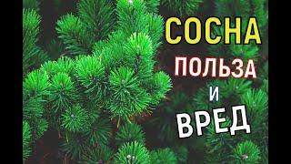 Сосна. Целебная Сила Царицы Лесов