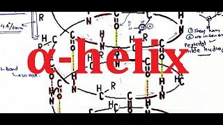 17. Secondary structure of proteins | Alpha helix