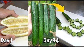 How to grow cucumbers from seeds to make star-shaped cucumbers