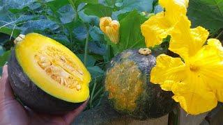 Japanese pumpkin Cabotiá NOT producing? See how to solve it.