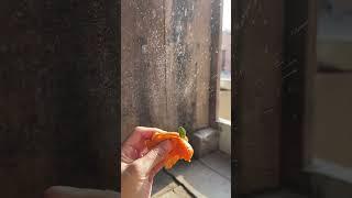 请你们看橘子味的烟花橘子烟花 给大家放个橘子味的烟花吧 人间烟火