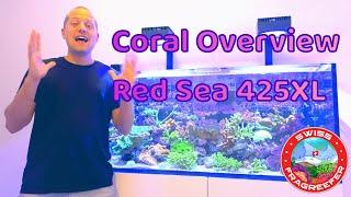 SPS Corals - Red Sea Reefer 425XL - Reef Tank