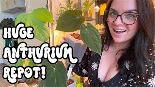 Join Me As I Repot 22 Gorgeous Anthurium Plants!  & a tangent about being Neurodivergent! 