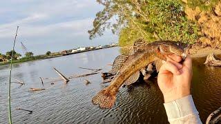 Rare Big Mouth Sleeper Fish, Huge Cichlids, Giant Snakeheads and Big Bass (2 day Catch and Cook)