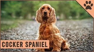 Cocker Spaniel - Dog Breed Information