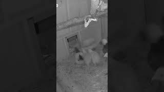 chickens using automatic solar chicken door #chicken #chickens #chickencoop