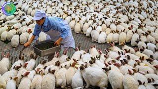 How China Farmer Raised Millions Rabbit For Meat - Rabbit Farm - Rabbit Processing in Factory