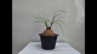 saving almost dead PONYTAIL PALM (Beaucarnea recurvata) & creating beautiful BONSAI from it