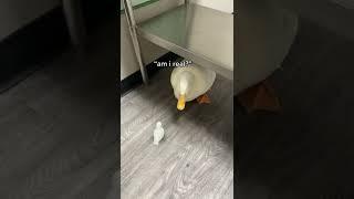 Duck is scared of AR duck 