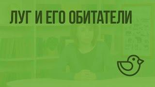 Луг и его обитатели. Видеоурок по окружающему миру 3  класс