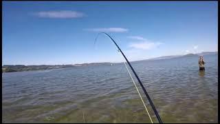 Fly Fishing For RainbowTrout Around Lake Rotorua