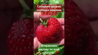 Рассада клубники Кристина . Отправляем рассаду . Урожай клубники ведрами !