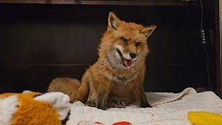 Finnegan Fox comes inside for Christmas 