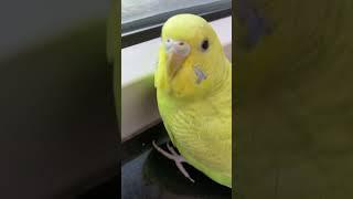 Bob #unstoppable closeness to camera:) #parrot #budgies #pets #shorts #unstoppable #sia