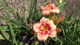 Hemerocallis ´Strawberry Candy´