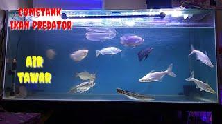 Cometank ikan predator | Predator air tawar