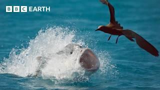 50 of the Greatest Fights in the Animal Kingdom | BBC Earth