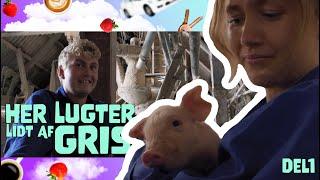 På den anden side - Her lugter lidt af gris - Episode 5, del 1 af 2