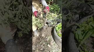 my plants  gaden#faming #plants #nature #naturelife #success #succulent #vegetables