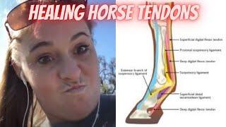 Horse Superficial Tendon Injury Rehab Schedule & Plan: Discovery Thru Recovery - HORSE HEALING TIPS