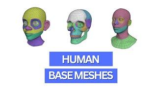 How to use Blenders new human base meshes for 3d character design