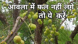 आंवला  में फूल और फल ना लगे तो ये उपाय करें l  Flowering and fruiting problem in Aonla l