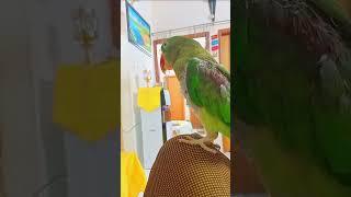 #bird.  #birdsounds . #Alexander
