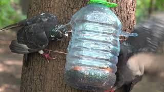 Немного про голубей и кормушки / A little bit about pigeons and feeders