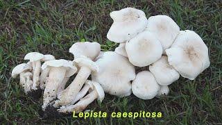 Funghi bianchi commestibili...ma attenzione!!!