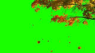 Fall leaves Green Screen - Autumn Background 4K -  Falling Autumn Foliage Green screen background