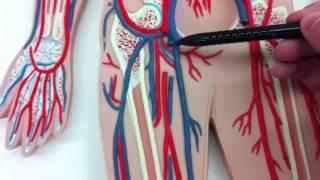 Human A&P: Anatomy of the Arteries, Veins, and the Circulatory System