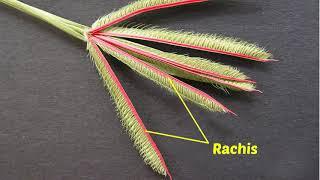 Specific Diseases | Rice - Oryza sativa | Symptoms | Seed Treatment | Sanitation | Spraying